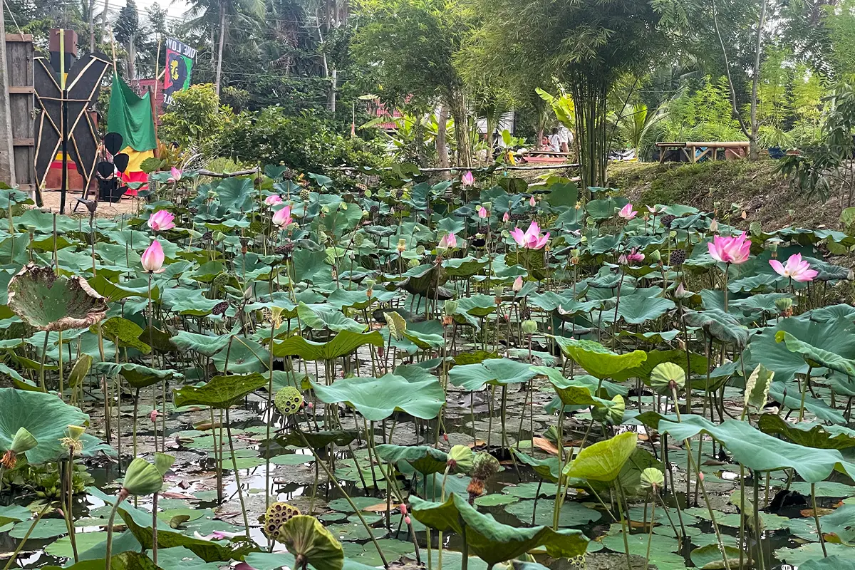 Jungle verte profonde saison des pluies Koh Phangan terrasse couverte villa